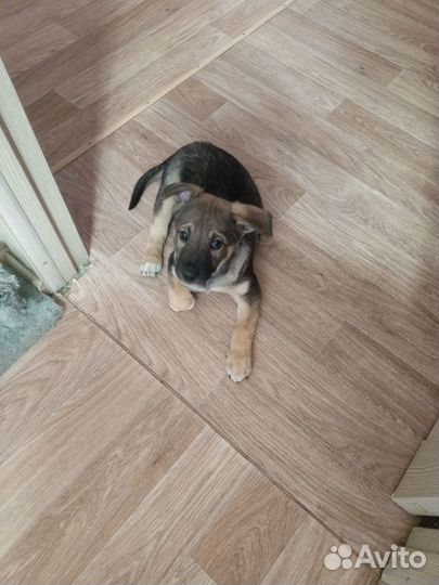 Двортерьер