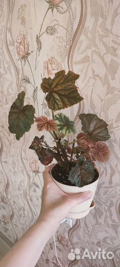 Комнатные растения. Обновление списка