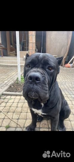 Кане Корсо вязка