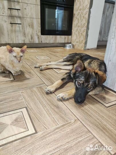 Миниатюрная собака в добрые руки