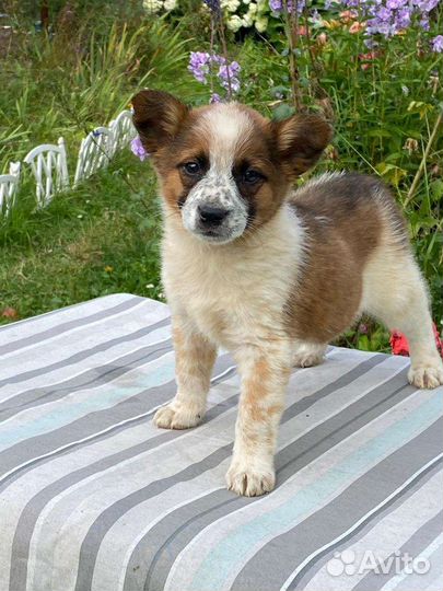 Щенок девочка в добрые ручки