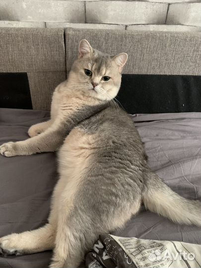 Шотландская шиншилла для вязки