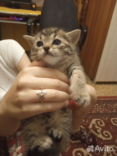 Шотландская