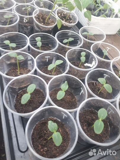Рассада овощей