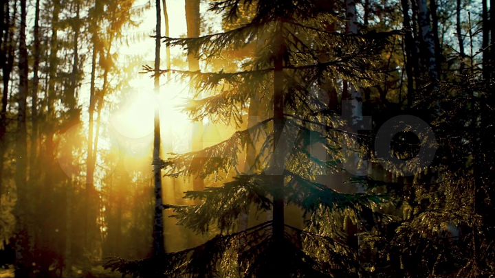 Участок 14,5 сот. (ИЖС)