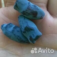 Саженцы жимолости