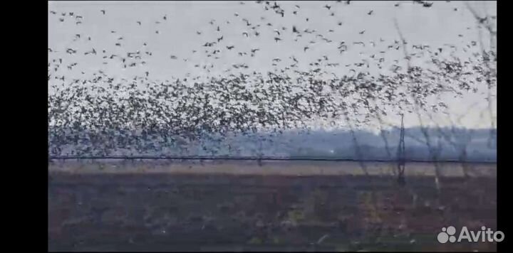 Охота на гуся