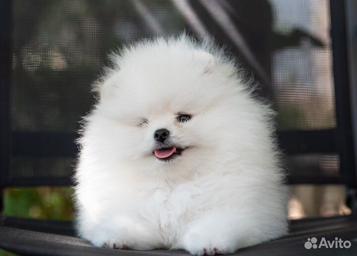 Беленький шпицепупс