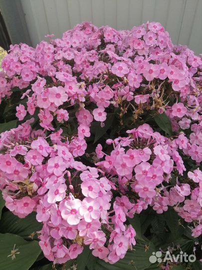 Флоксы многолетние