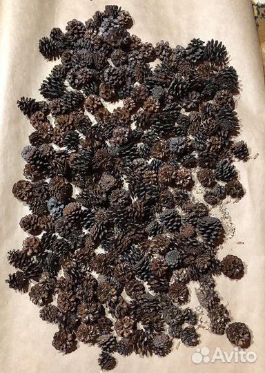 Шишки сосновые