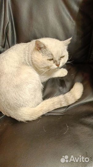 Отдам кота в добрые руки