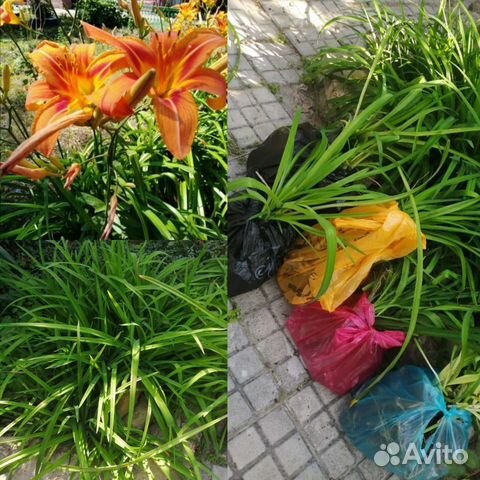 Лилейник (лилия)