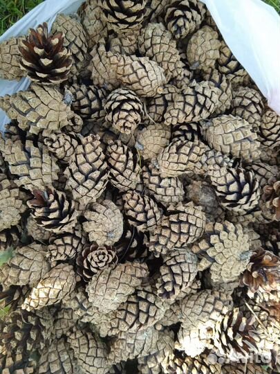 Шишки сосновые