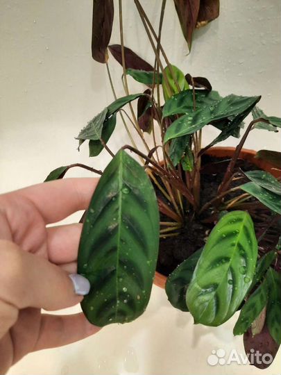 Ктенанта Бурле-Макси