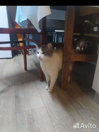 Голубоглазый красавец ждёт семью