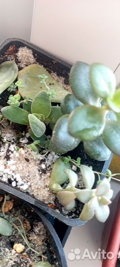 Горшочки с суккулентами