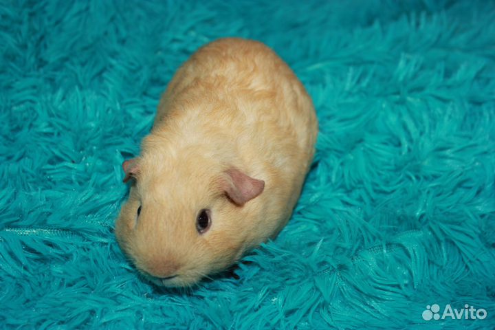 Морская свинка английский селф