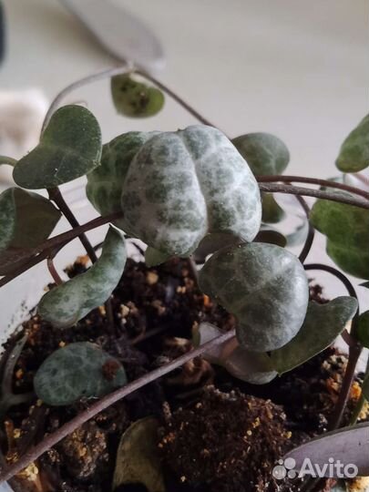 Сциндапсус