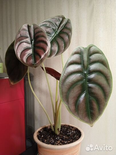 Алоказия медная