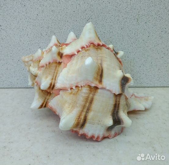 Мурекс Брассика 10,8 морская ракушка раковина