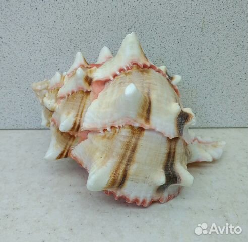 Мурекс Брассика 10,8 морская ракушка раковина