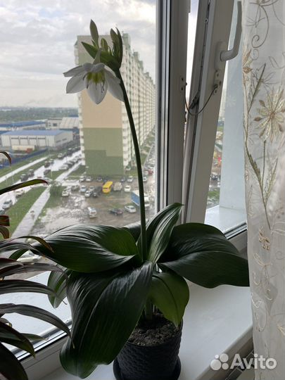 Амазонская лилия Эухарис