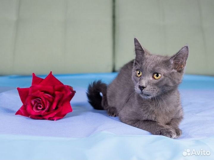 Русская голубая,метис, мальчик