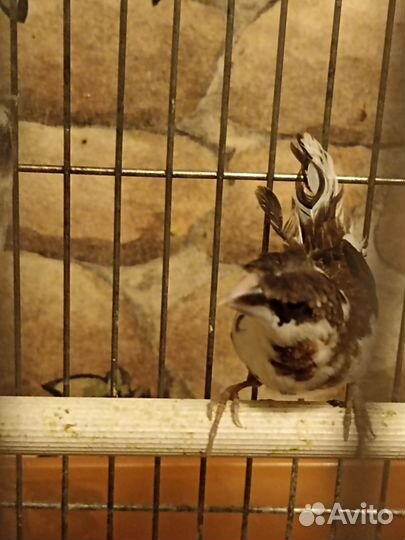 Японские амадины