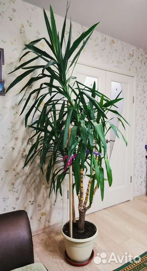 Комнатные цветы юкка