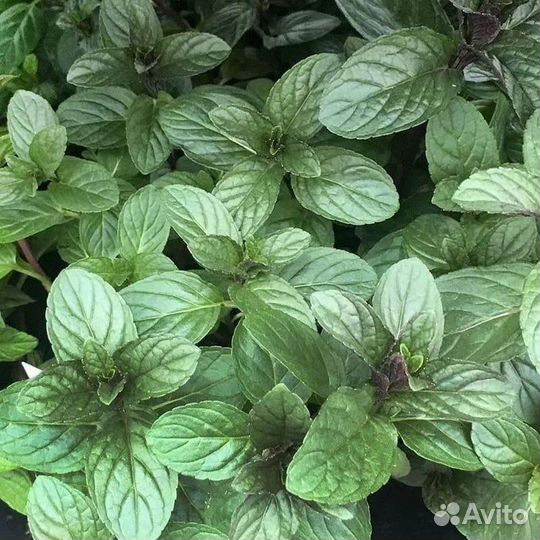 Мята растение и сушеная шоколадница