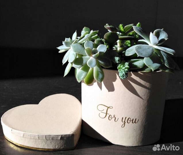 Комнатные растения Цветы Сердце Валентинка Подарок