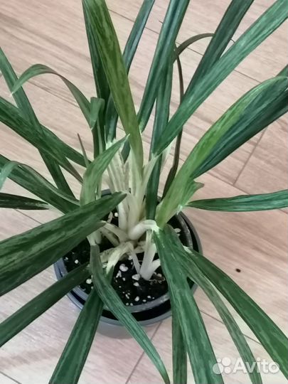 Аглаонема Вайт Грин