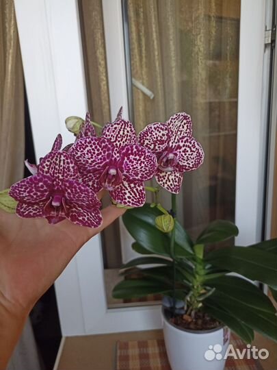 Орхидея дикий кот