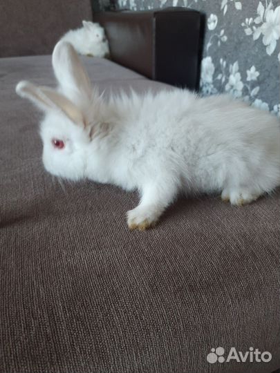 Декоративные крольчата