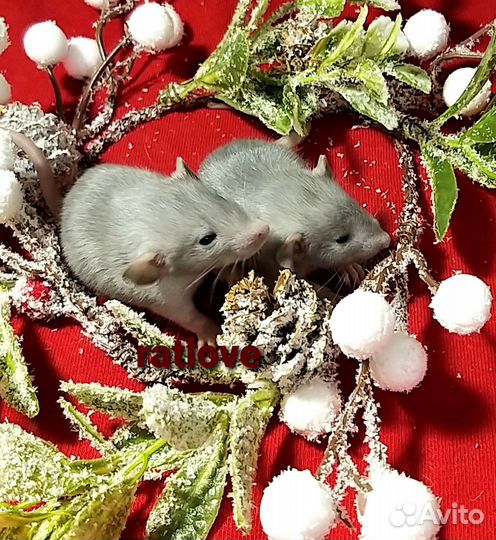 Крысята дамбо малыши