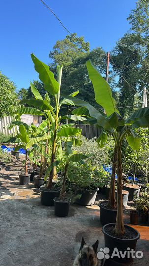 Банановая пальма