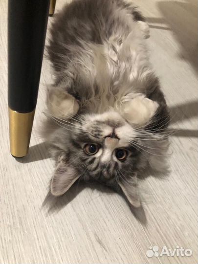 Котята мейн-кун