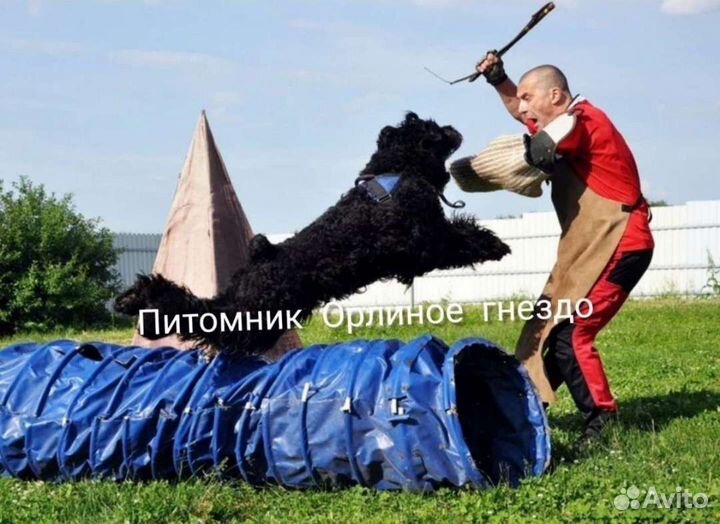 Щенки Русского черного терьера