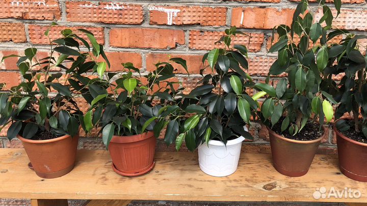 Бенджамина фикус
