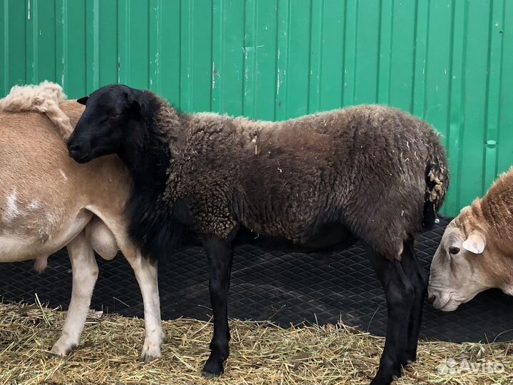 Катумские бараны