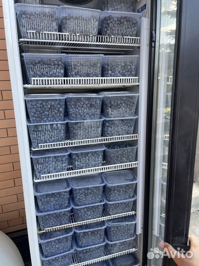 Голубика свежая