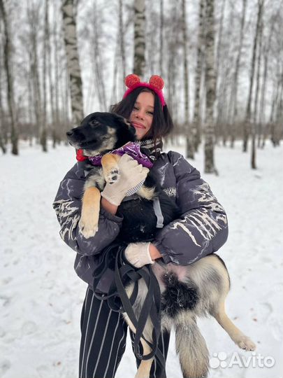 Маленькая собака в добрые руки