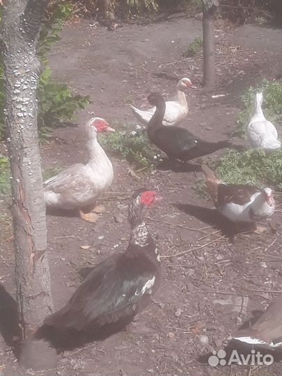 Мускусные утки