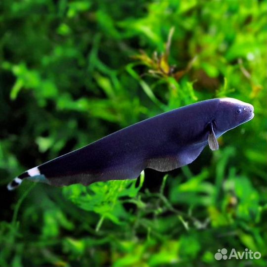 Арована, денисони, звёздчатый, стурисома