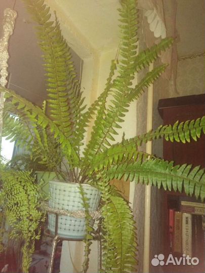 Папоротник