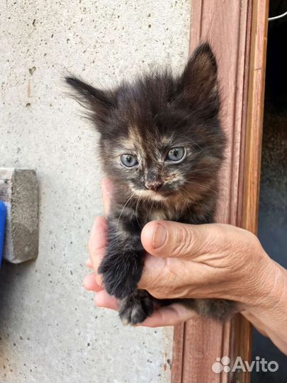 Отдам в добрые руки маленьких котят