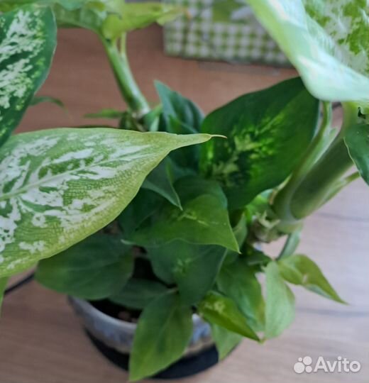 Диффенбахия