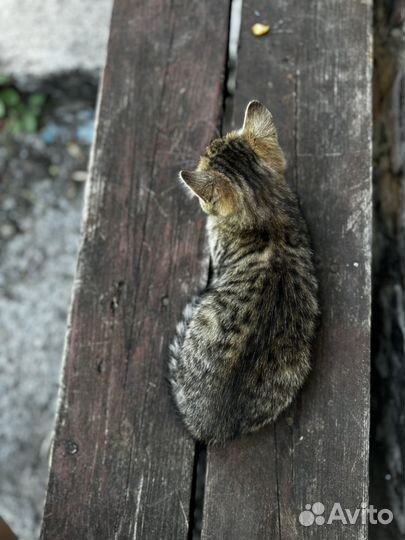 Котята в добрые руки мальчики