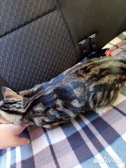 Котята ручные