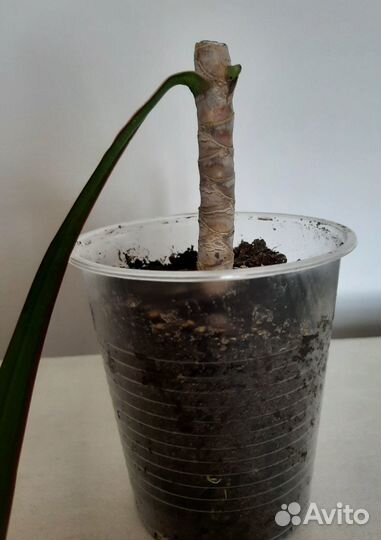 Драцена окаймленная (маргината)